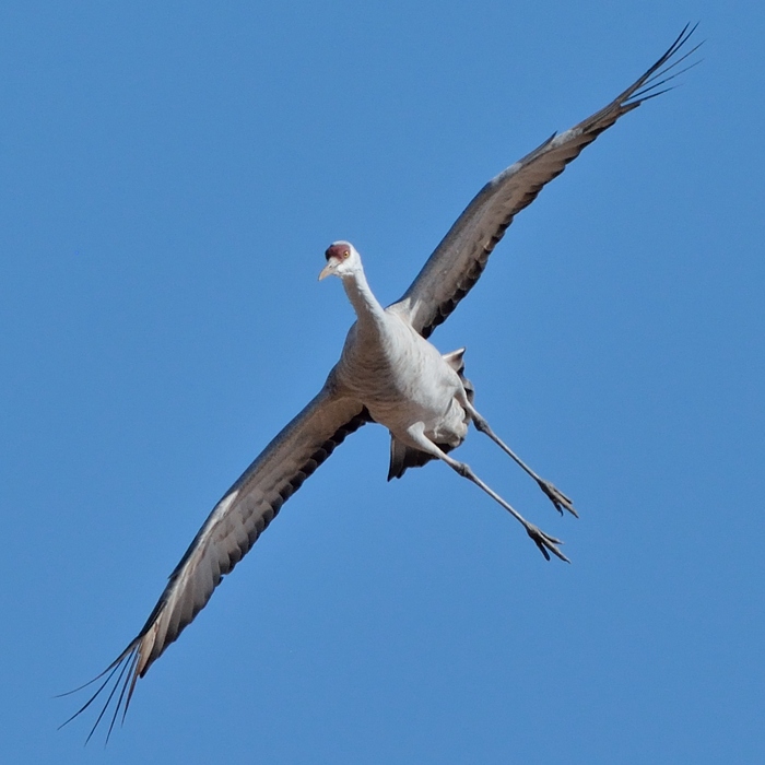 Canadese Kraanvogel